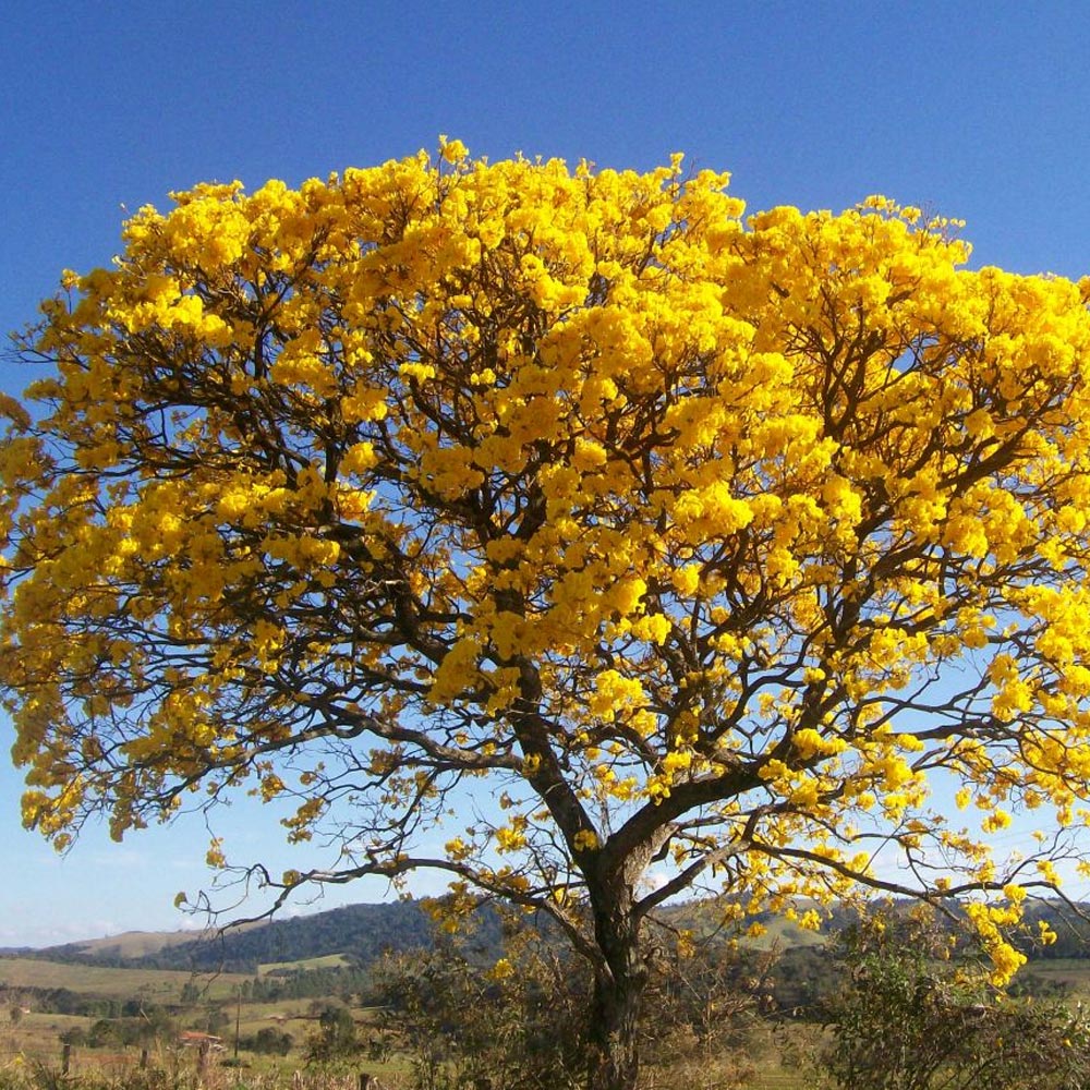 Árvores Ornamentais e Paisagismo de Grande Porte