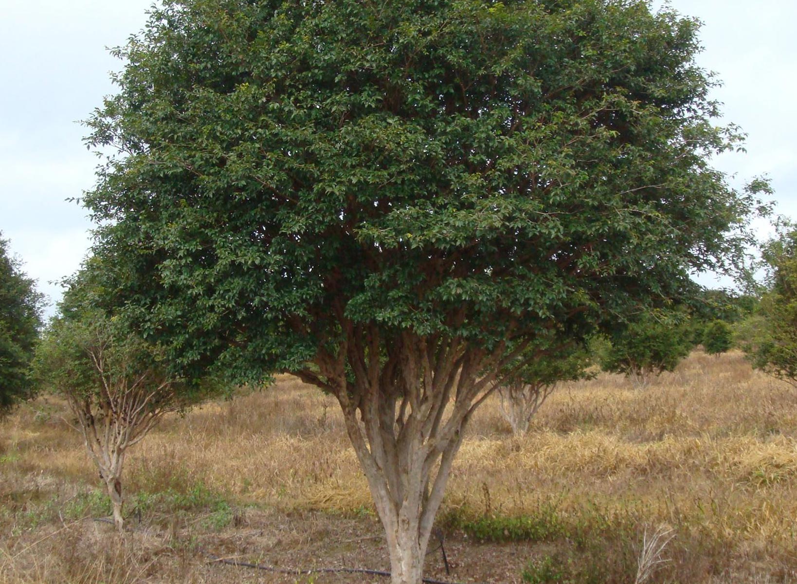 Árvores Frutíferas Adultas em Produção